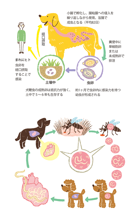 動物 動物看護 カットイラスト制作 ラストレーターStudioCUBE.