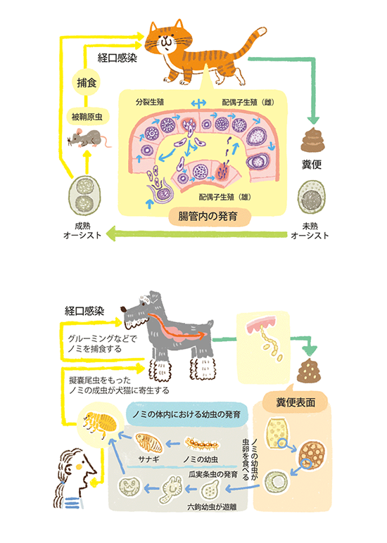 動物 動物看護 カットイラスト制作 ラストレーターStudioCUBE.