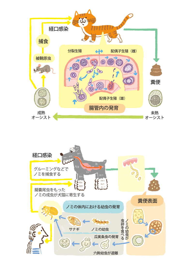 動物・動物看護のイラスト制作-イラストレーターStudioCUBE.